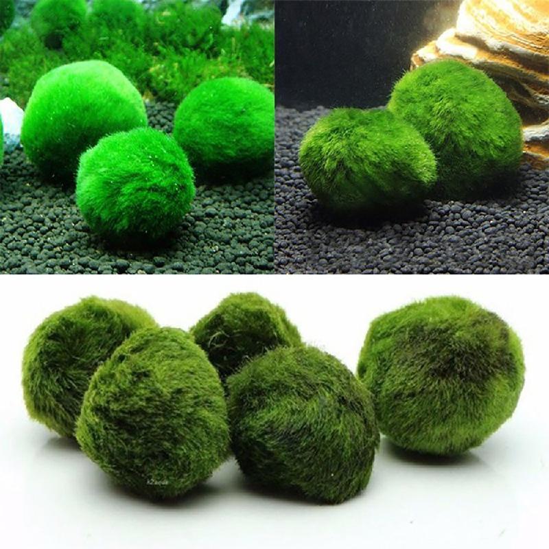 Rêu Marimo, Rêu Thật, Rêu Thuỷ Sinh Bể Cá (BS-42)