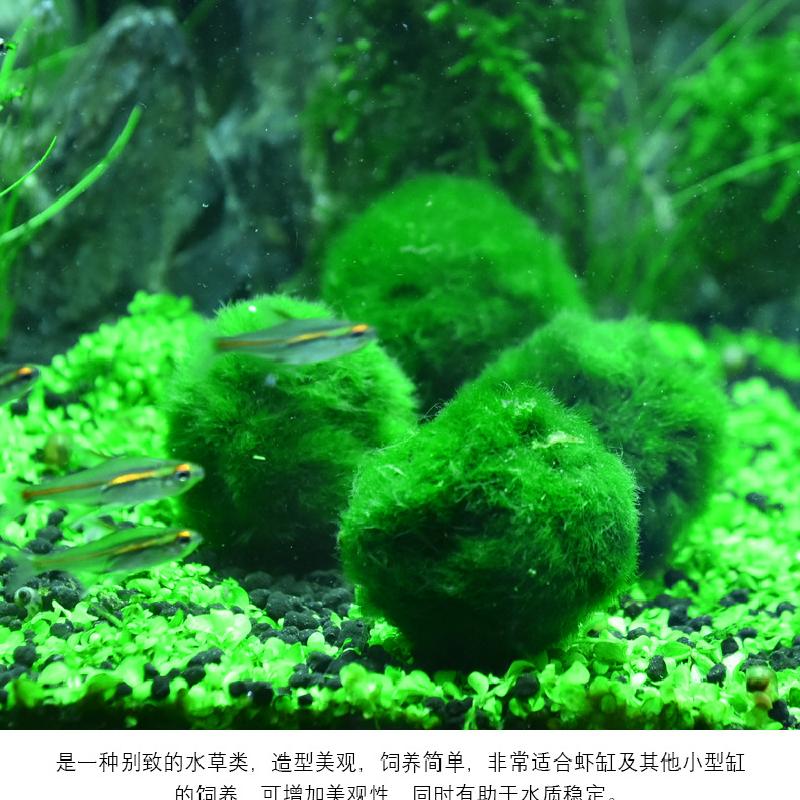 Rêu Marimo, Rêu Thật, Rêu Thuỷ Sinh Bể Cá (BS-42)