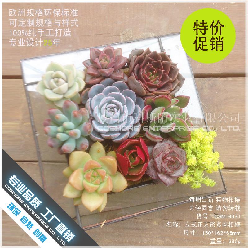 DG-42 Khung ảnh đa cây thực vật tảo, cảnh quan nhỏ bằng kính không đều, hoa bền vững trong hộp