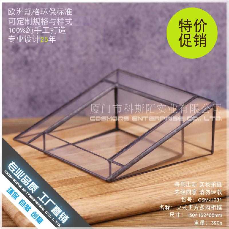 DG-42 Khung ảnh đa cây thực vật tảo, cảnh quan nhỏ bằng kính không đều, hoa bền vững trong hộp