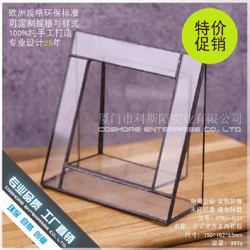 DG-42 Khung ảnh đa cây thực vật tảo, cảnh quan nhỏ bằng kính không đều, hoa bền vững trong hộp