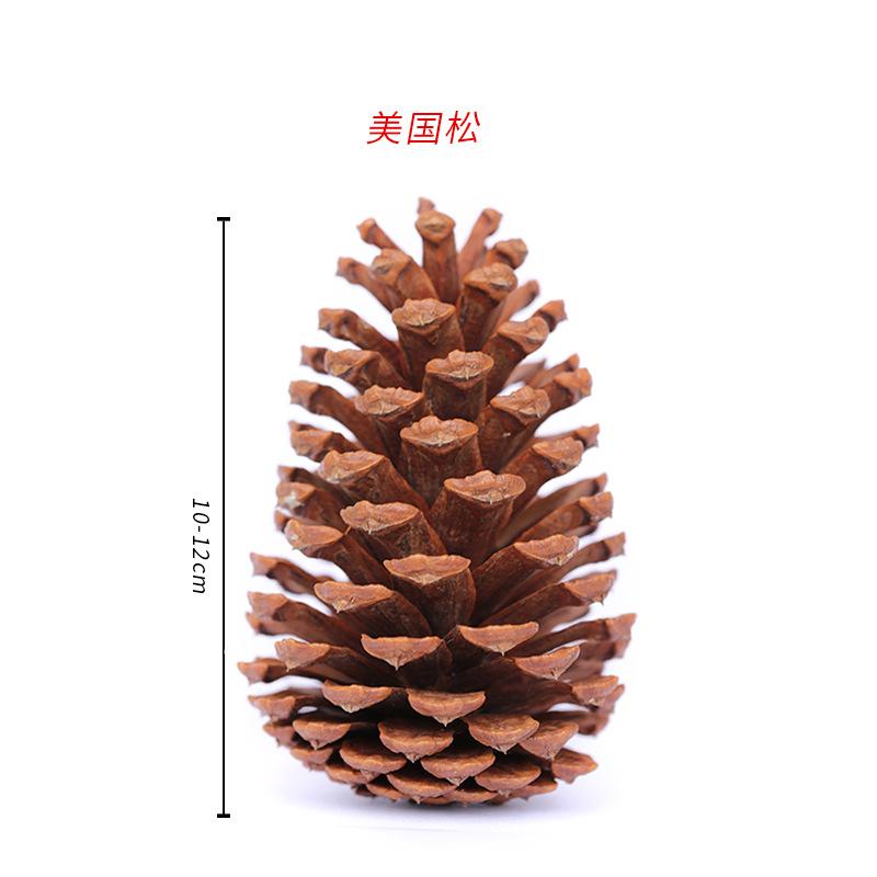 Trang trí Noel: Quả thông Mỹ, quả thông bản địa tự nhiên