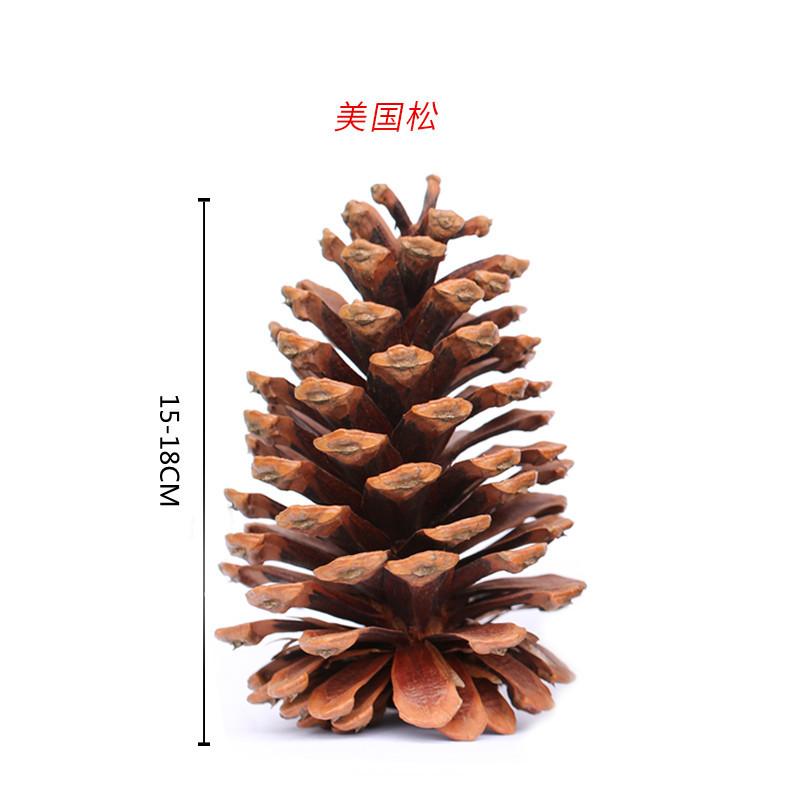 Trang trí Noel: Quả thông Mỹ, quả thông bản địa tự nhiên