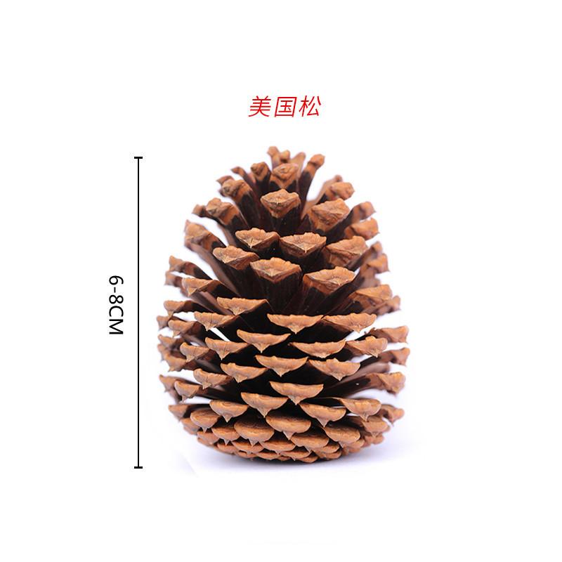 Trang trí Noel: Quả thông Mỹ, quả thông bản địa tự nhiên