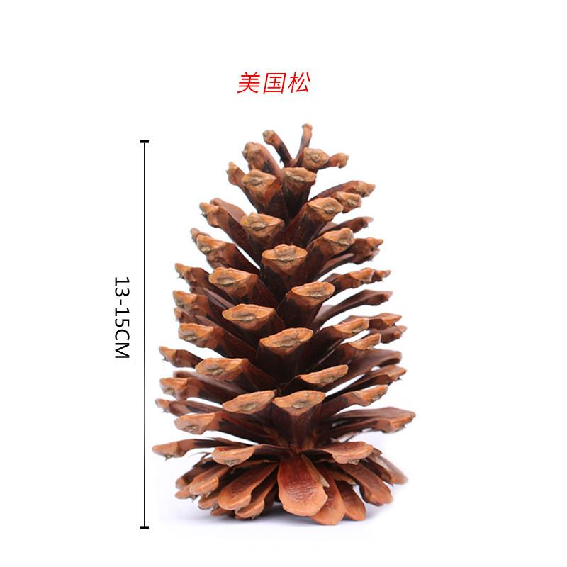 Trang trí Noel: Quả thông Mỹ, quả thông bản địa tự nhiên