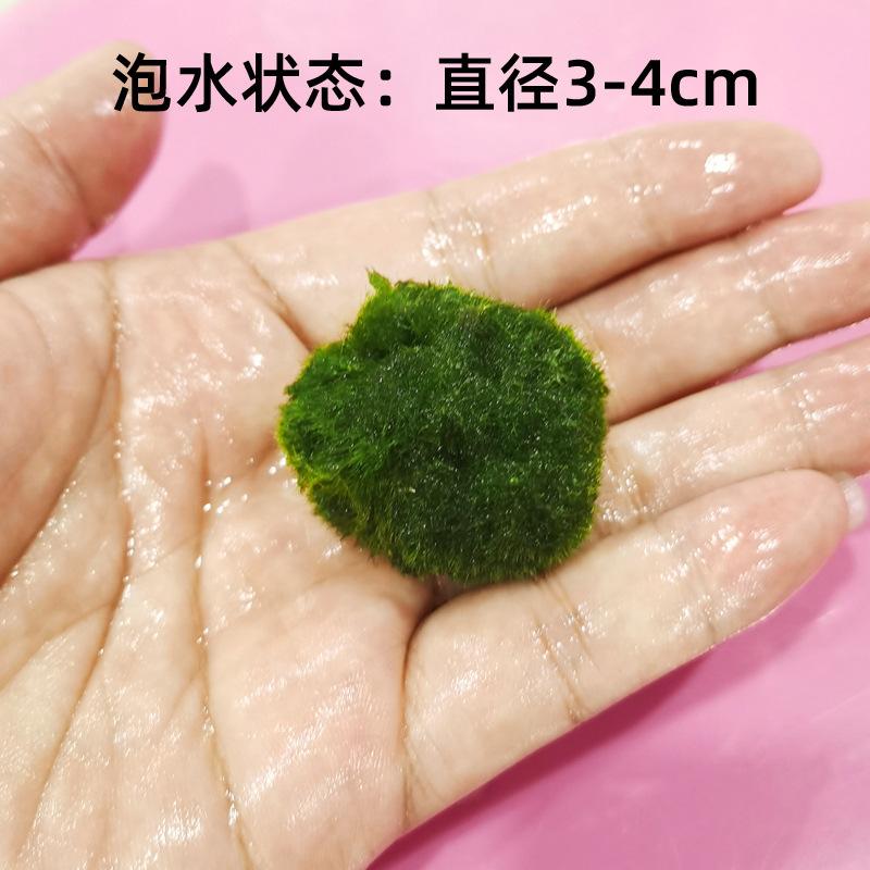 Rêu Marimo, Rêu Thật, Rêu Thuỷ Sinh Bể Cá (BS-42)