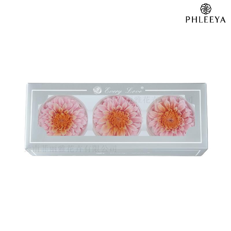 Hoa thược dược vĩnh cửu 7–8cm chuyển màu DIY hoa trang trí cưới (HK-21)