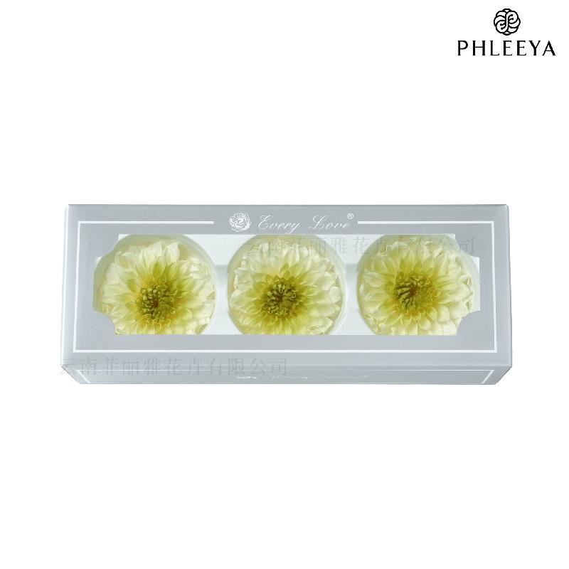 Hoa thược dược vĩnh cửu 7–8cm chuyển màu DIY hoa trang trí cưới (HK-21)