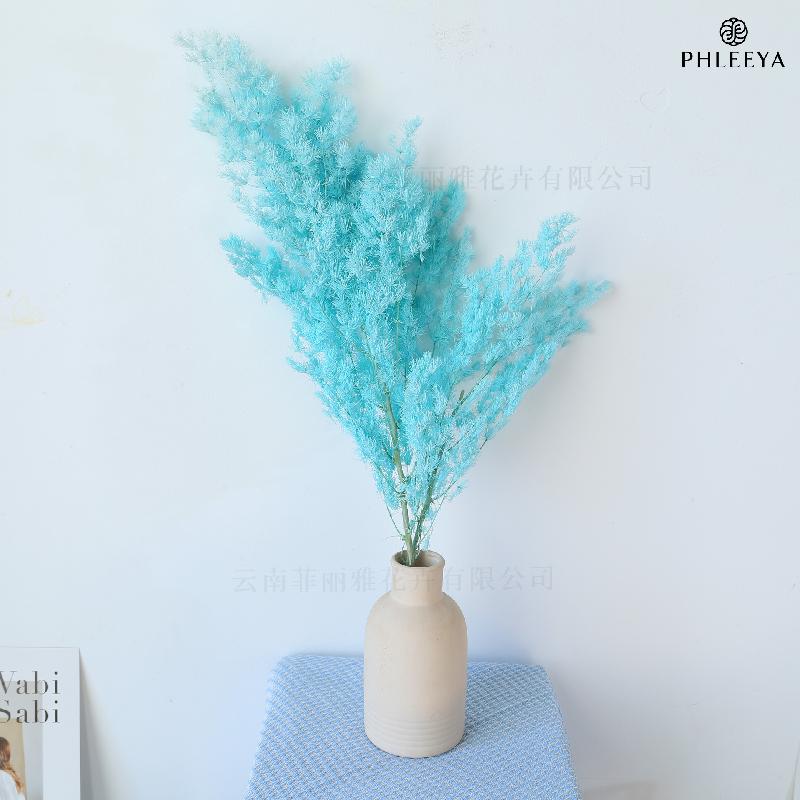 Lá tùng Bồng Lai vĩnh cửu DIY hoa khô cắm bình lồng kính (HK-43)