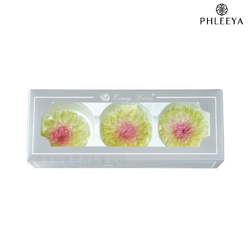 Hoa thược dược vĩnh cửu 7–8cm chuyển màu DIY hoa trang trí cưới (HK-21)