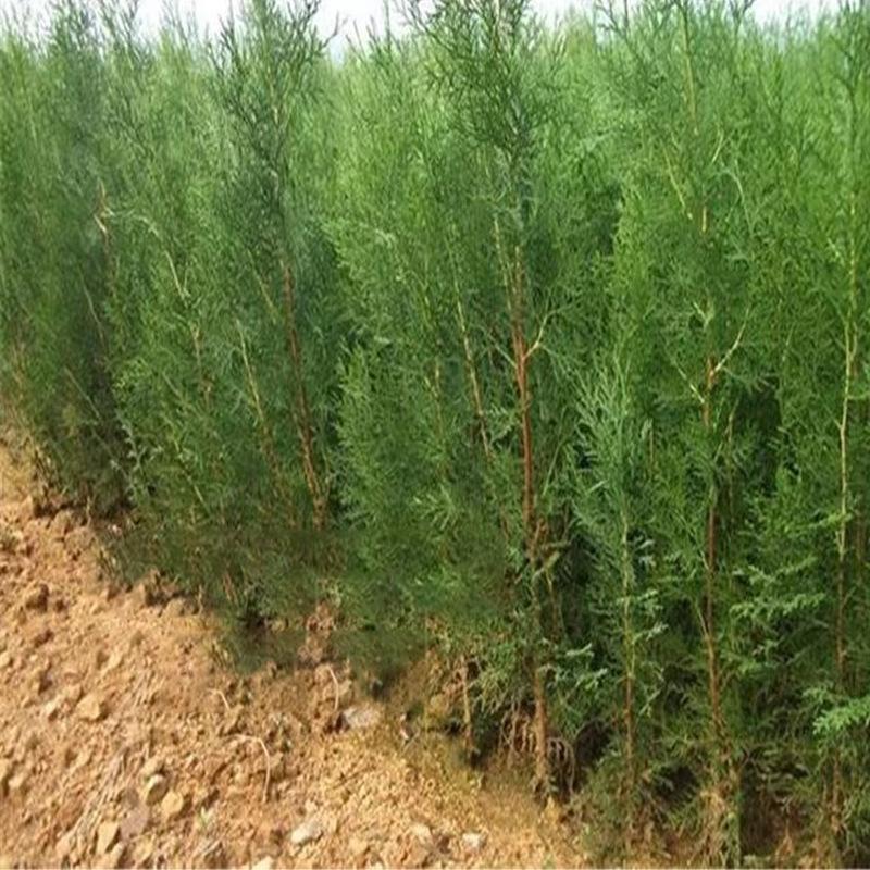 Cây giống cây xanh quanh năm: cây tùng bách, cây bách tùng, cây sồi bách, cây tuyết tùng, cây hoàng tùng, lý tưởng cho trang trí và xanh hóa đất.