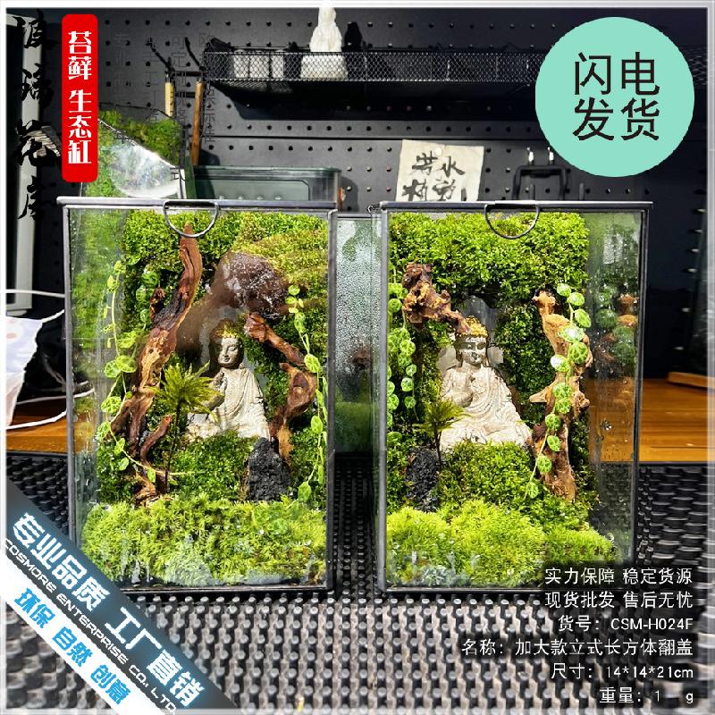 DG-4 Các cảnh quan nhỏ, rừng mưa, hộp sinh thái, cảnh quan tạo, hình hộp, kính, phòng hoa, sáng tạo, các bồn cây, hình vuông