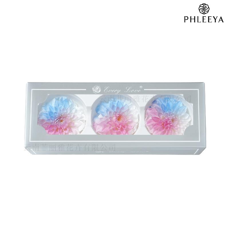 Hoa thược dược vĩnh cửu 7–8cm chuyển màu DIY hoa trang trí cưới (HK-21)
