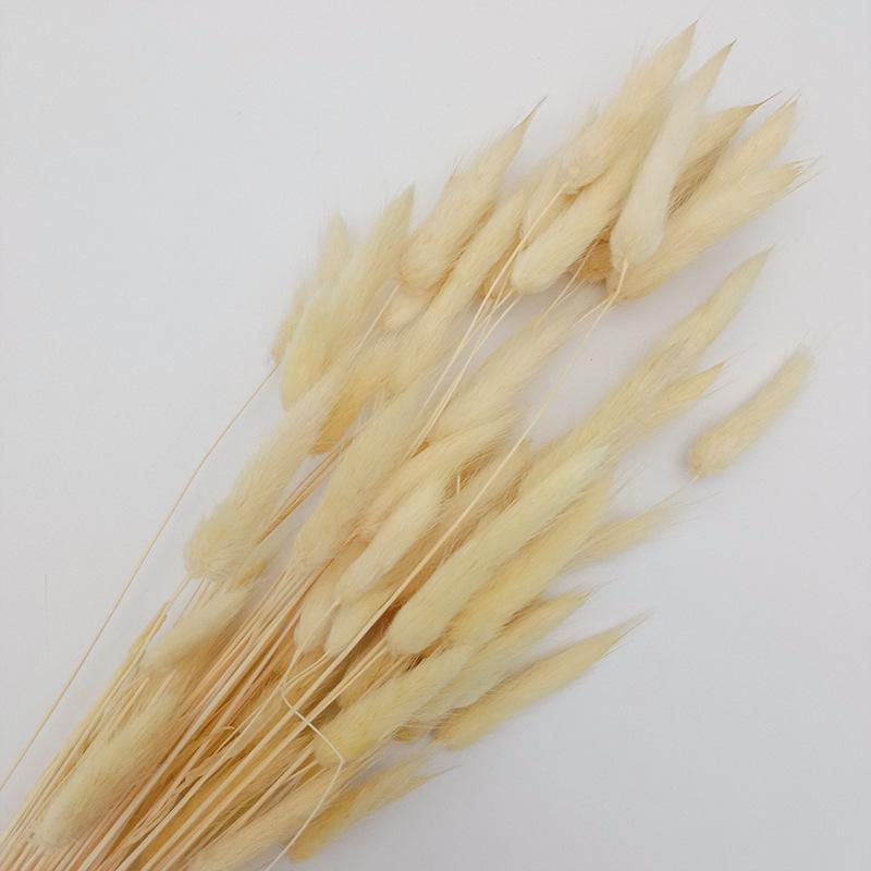 Màu Vàng Nhạt