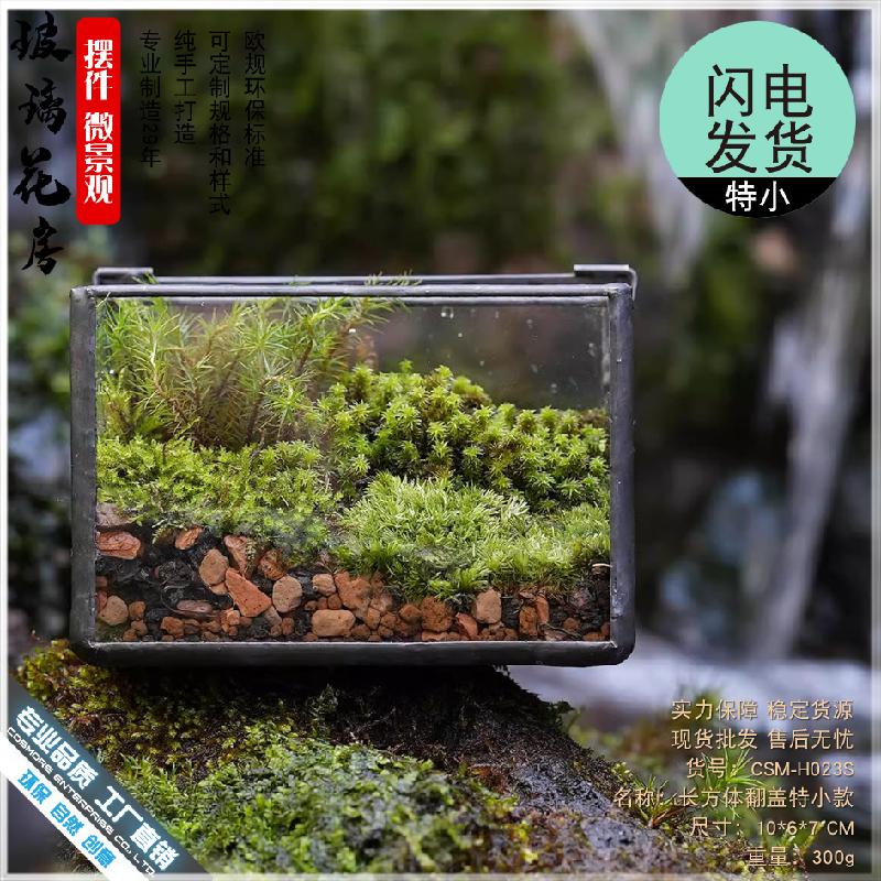 植觉苔藓植物微景观玻璃盒子微缩造景生态瓶桌面盆栽家居摆件花盆