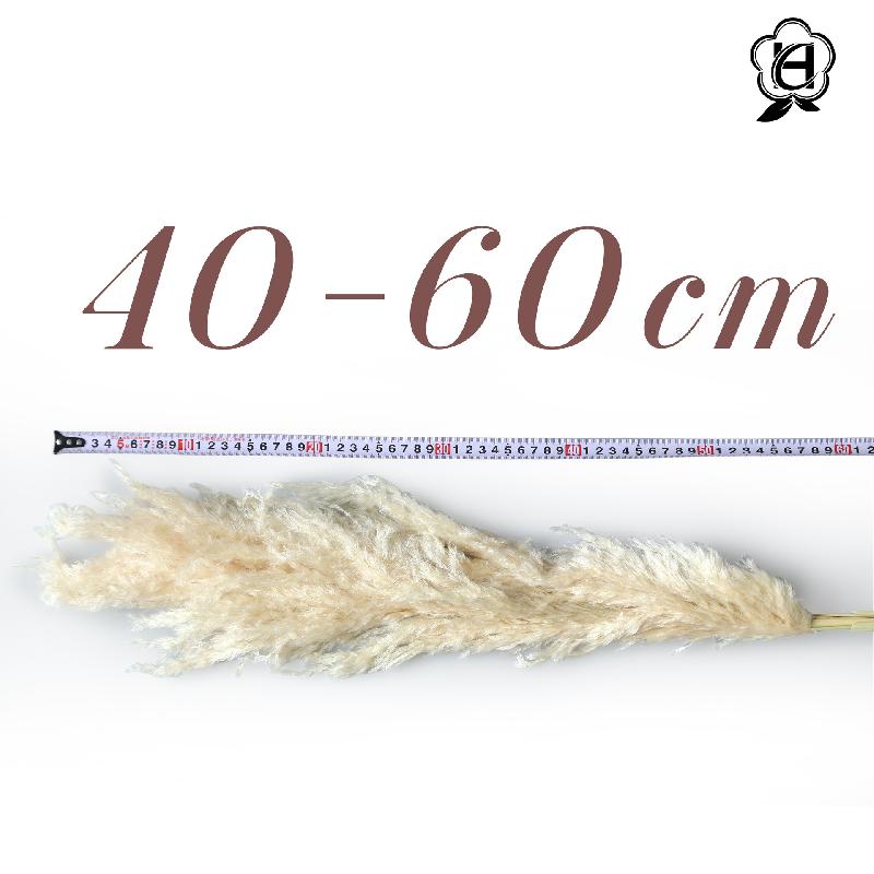 Cỏ lau Pampas khô bó hoa trang trí cưới phong cách châu Âu (HK-61)
