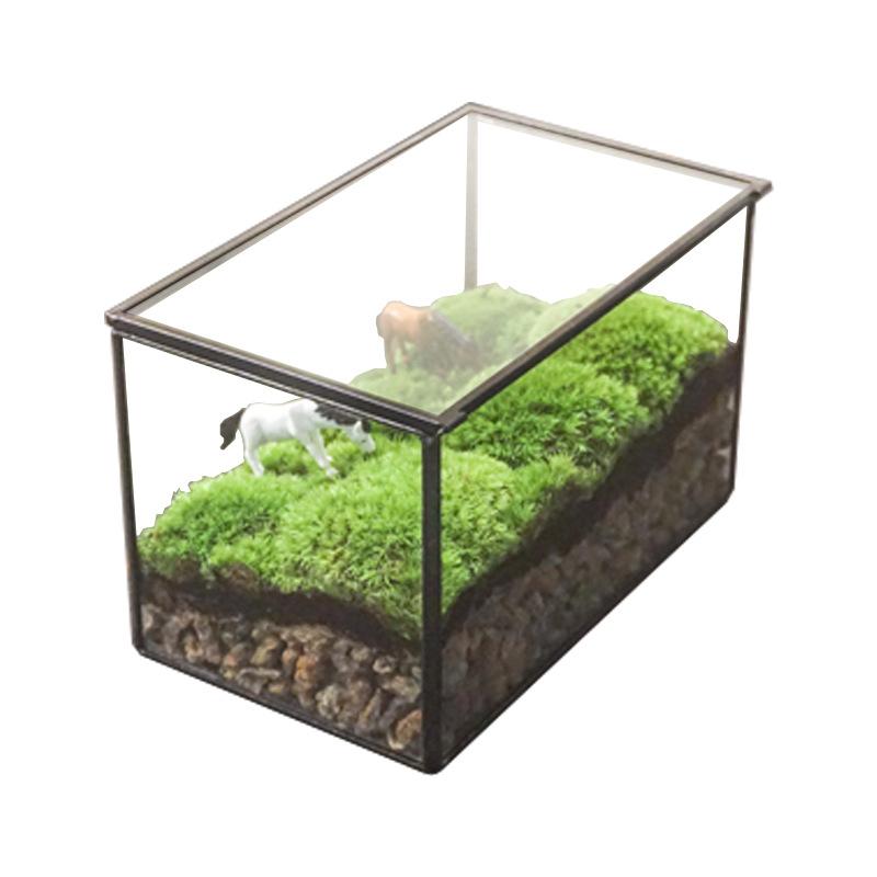 DG-9 Hộp nhỏ cảnh quan sinh thái bọt xanh tím