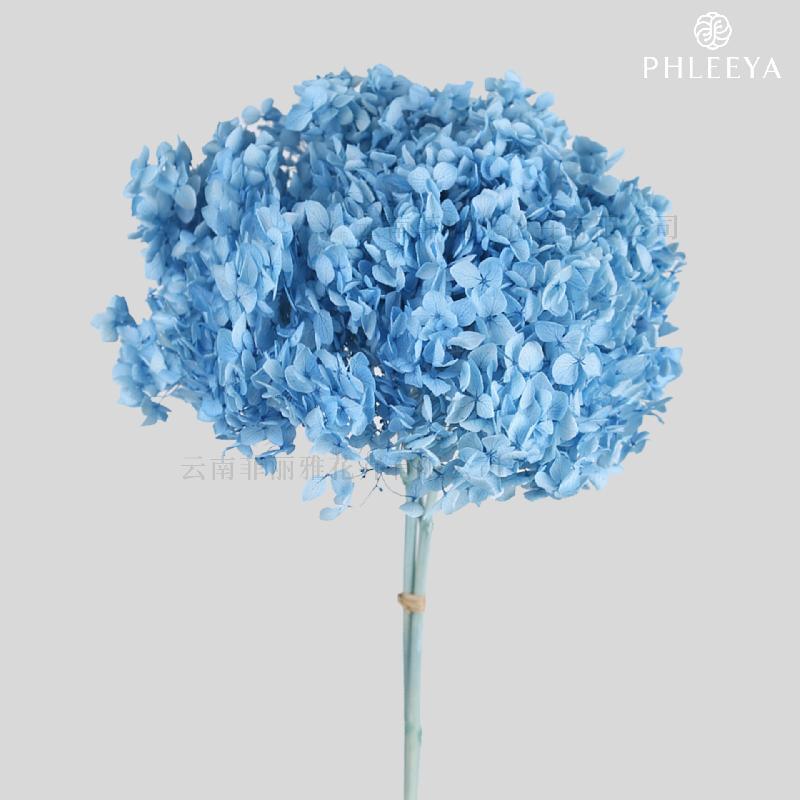 Cẩm tú cầu Anna vĩnh cửu hoa khô DIY trang trí nhà cửa (HK-7)