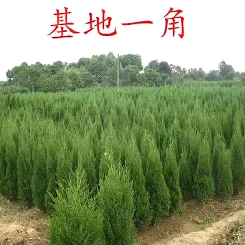 Cây giống cây xanh quanh năm: cây tùng bách, cây bách tùng, cây sồi bách, cây tuyết tùng, cây hoàng tùng, lý tưởng cho trang trí và xanh hóa đất.