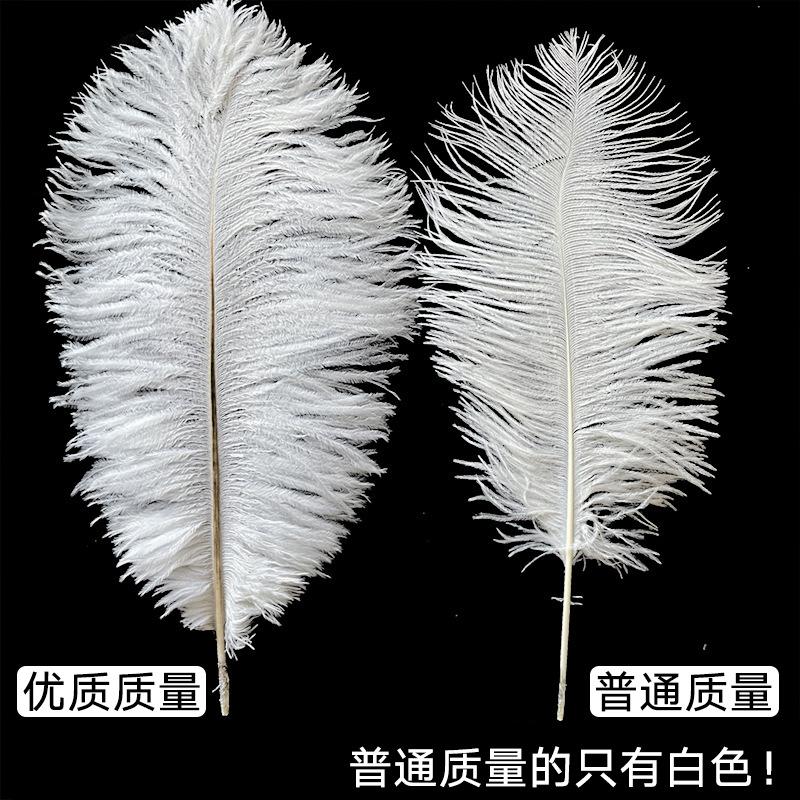 Lông đà điểu trắng từ 15-80cm, lý tưởng cho trang trí sân khấu và sự kiện. Cung cấp số lượng lớn cho đám cưới và DIY. Sẵn có hàng, mua bán buôn.
