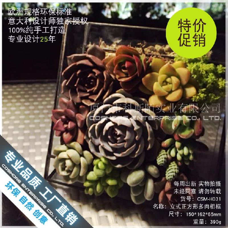 Nhà kính vuông đứng Terrarium, chậu sen đá mini (DG-53)