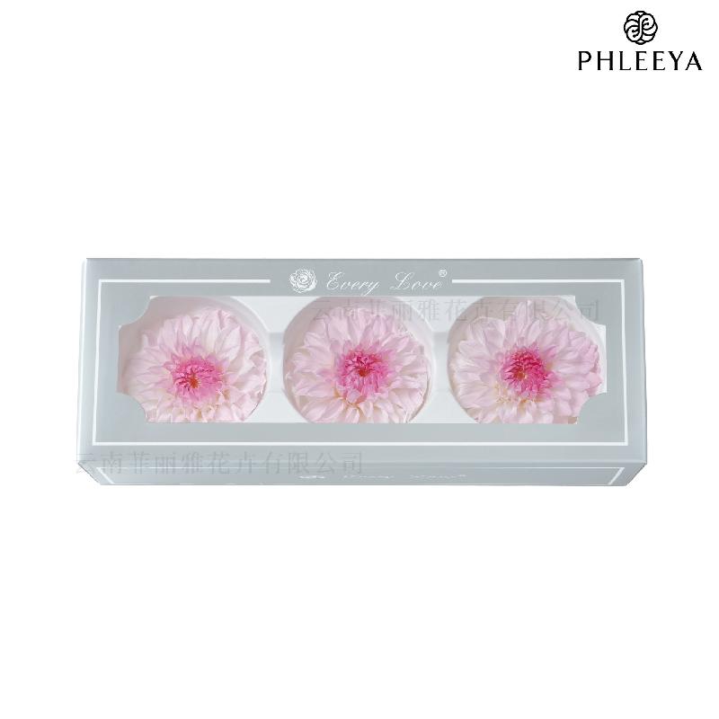 Hoa thược dược vĩnh cửu 7–8cm chuyển màu DIY hoa trang trí cưới (HK-21)