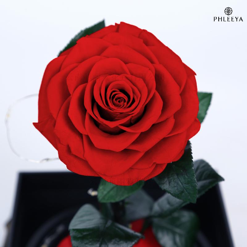 Hoa hồng vĩnh cửu hộp mica Hoàng tử bé quà Thất Tịch Valentine (HK-42)