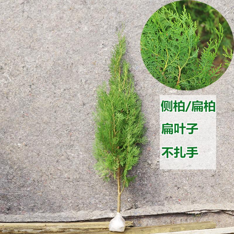 Cây giống cây xanh quanh năm: cây tùng bách, cây bách tùng, cây sồi bách, cây tuyết tùng, cây hoàng tùng, lý tưởng cho trang trí và xanh hóa đất.