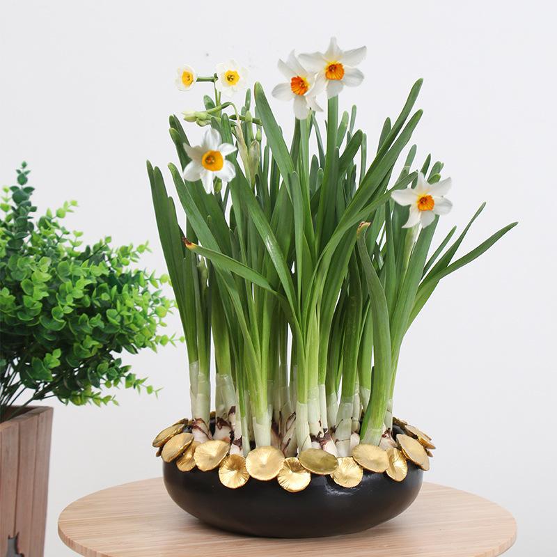 Chậu trồng sen không lỗ resin cỡ lớn, chậu thủy sinh trồng sen, thủy tiên, trầu bà và rau ban công (RG-130)