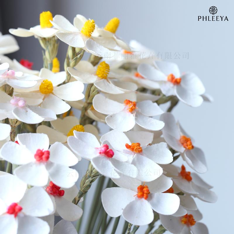 Hoa violet khô DIY hoa trang trí nhà cửa hoa giả (HK-27)