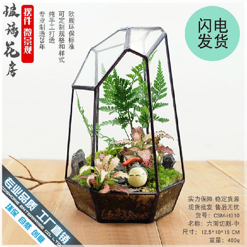 Chậu Đa Giác DG-10 Tạo cảnh quan rừng mưa bằng sứ mệnh động tượng của bề mặt bàn tính