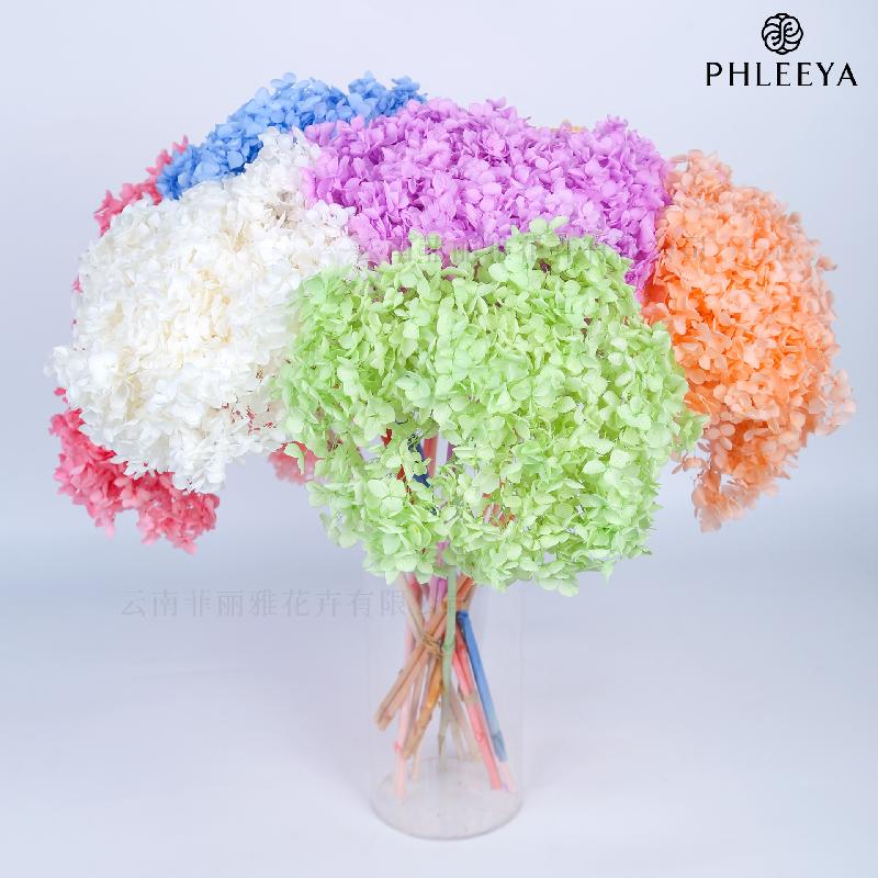 Cẩm tú cầu Anna vĩnh cửu hoa khô DIY trang trí nhà cửa (HK-7)