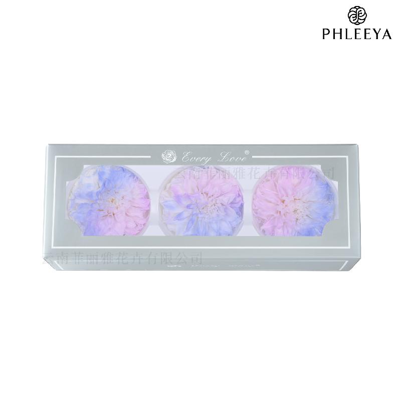 Hoa thược dược vĩnh cửu 7–8cm chuyển màu DIY hoa trang trí cưới (HK-21)