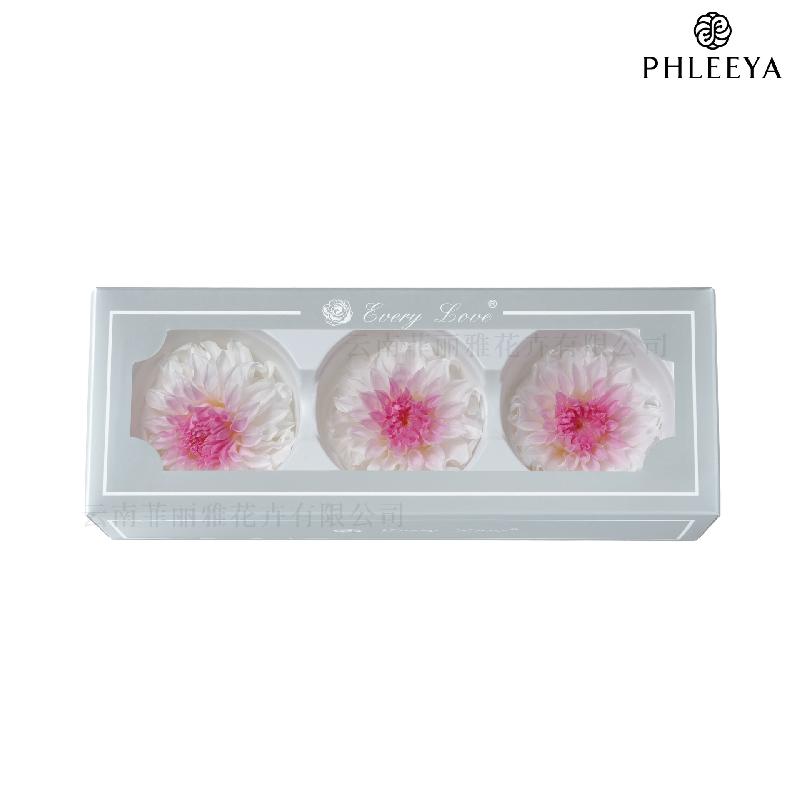 Hoa thược dược vĩnh cửu 7–8cm chuyển màu DIY hoa trang trí cưới (HK-21)