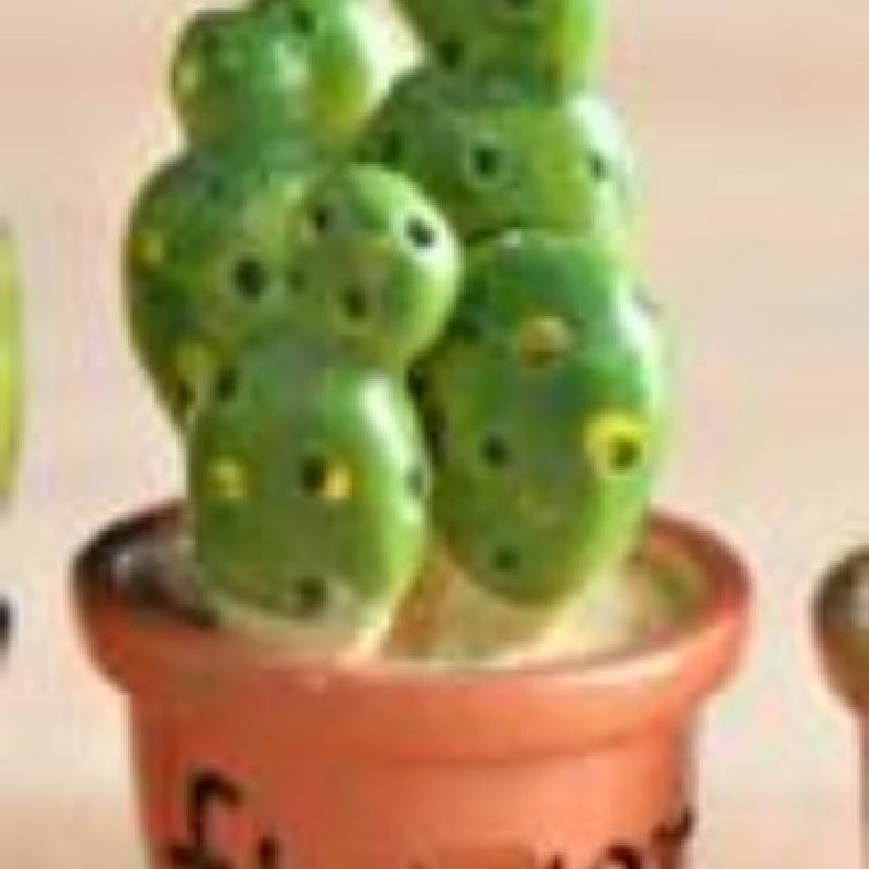 Tiểu cảnh chậu xương rồng nhỏ, trang trí bàn làm việc mini (ZC-333)