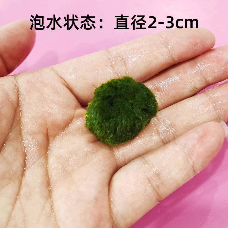 Rêu Marimo, Rêu Thật, Rêu Thuỷ Sinh Bể Cá (BS-42)