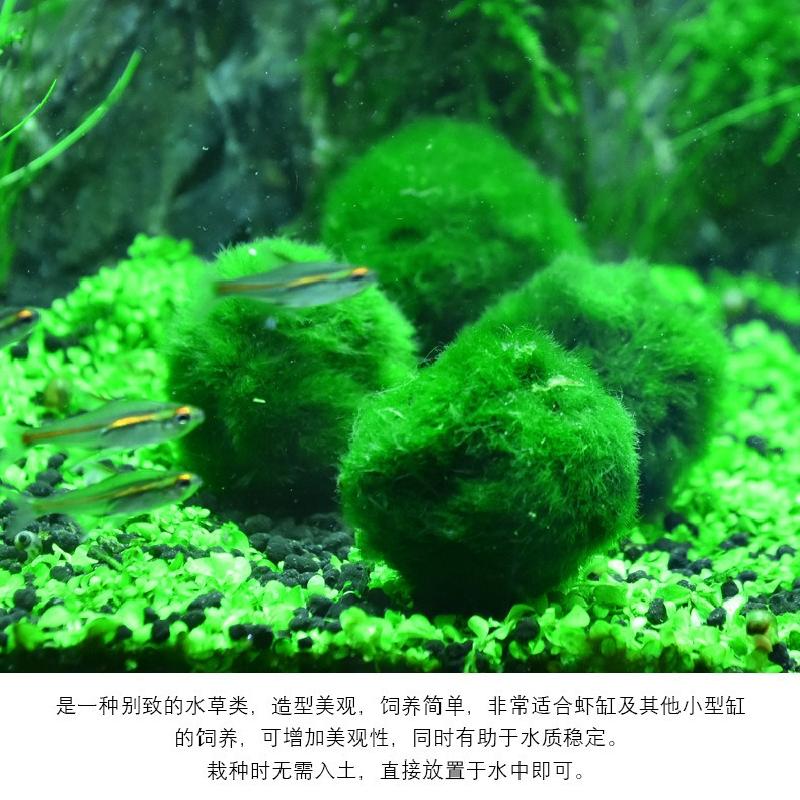 Tảo marimo xanh 4cm, trang trí bể cá, tạo cảnh quan sinh thái (BS-53)