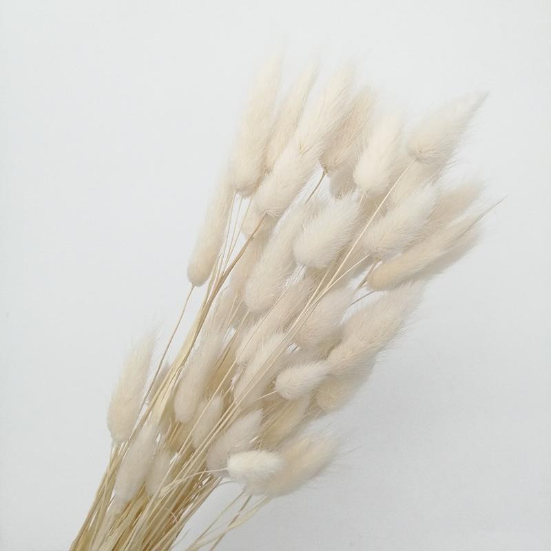 Màu Trắng Sáng