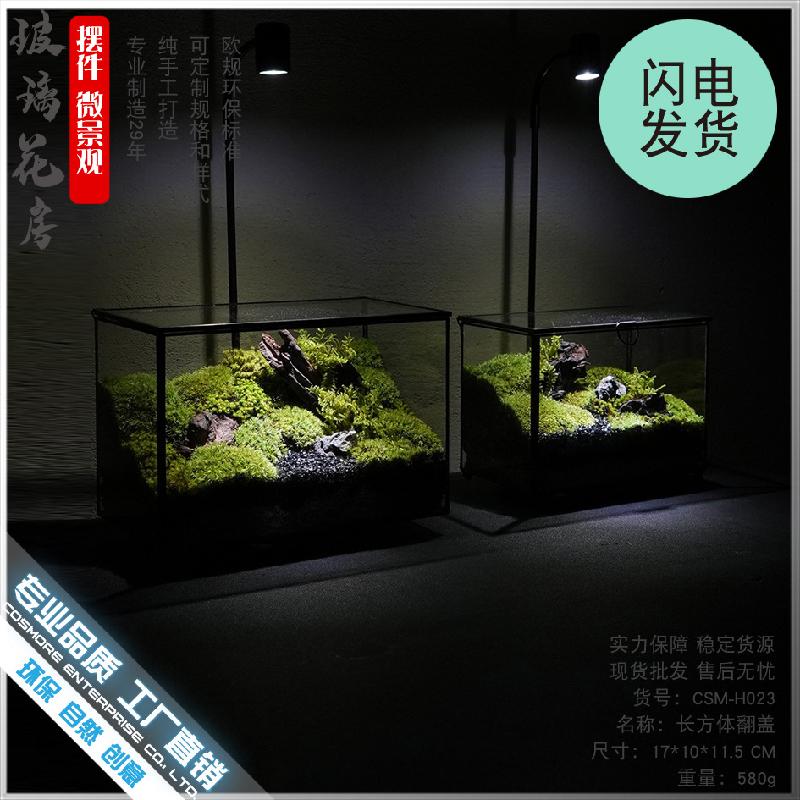 Chậu Đa Giác DG-15 Hộp sinh thái táo xiên, phòng kính không định hình, sáng tạo cảnh quan cây cỏ nhỏ