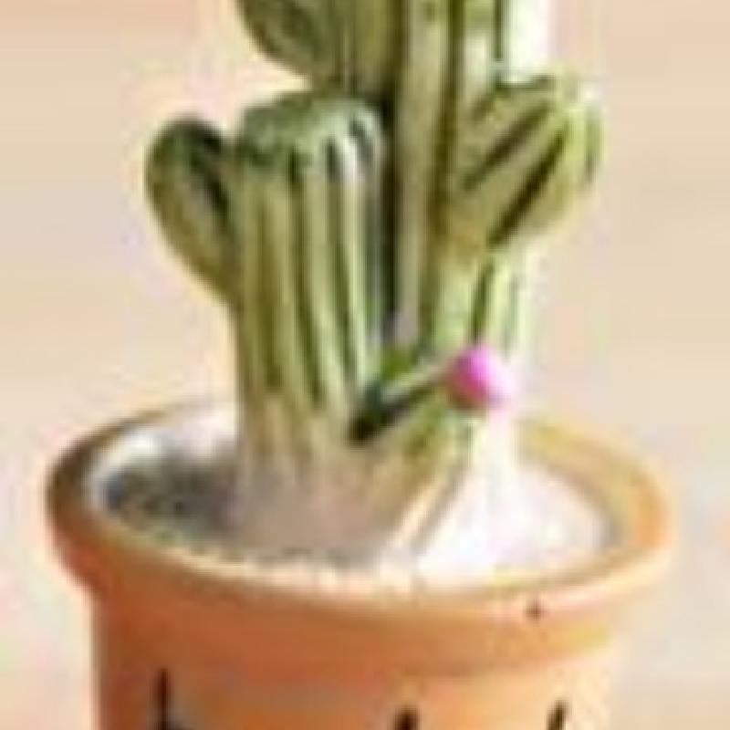 Tiểu cảnh chậu xương rồng nhỏ, trang trí bàn làm việc mini (ZC-333)