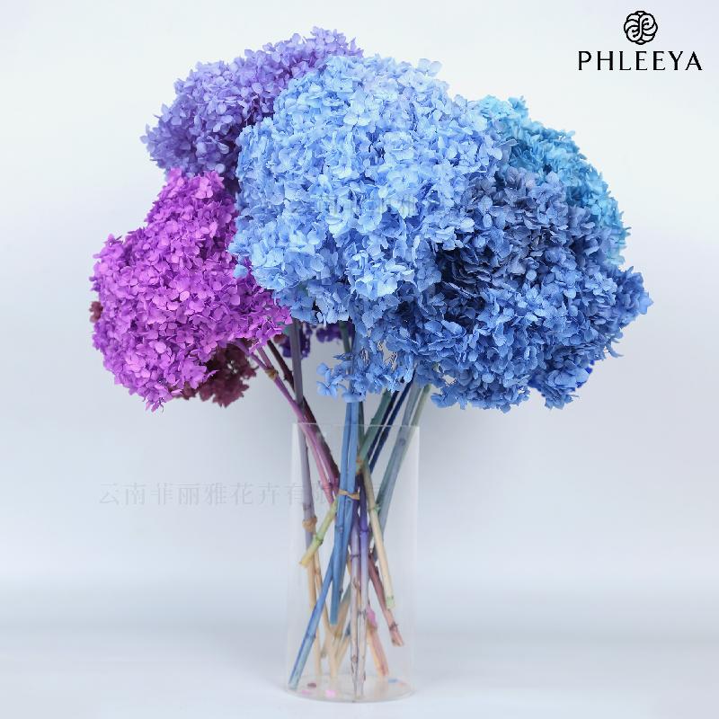 Cẩm tú cầu Anna vĩnh cửu hoa khô DIY trang trí nhà cửa (HK-7)