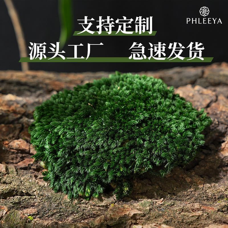 Rêu trang trí vĩnh cửu rêu trắng rêu lông rêu nhân tạo (HK-47)