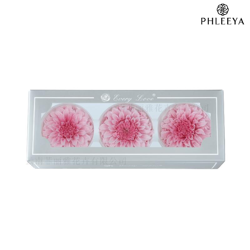 Hoa thược dược vĩnh cửu 7–8cm chuyển màu DIY hoa trang trí cưới (HK-21)